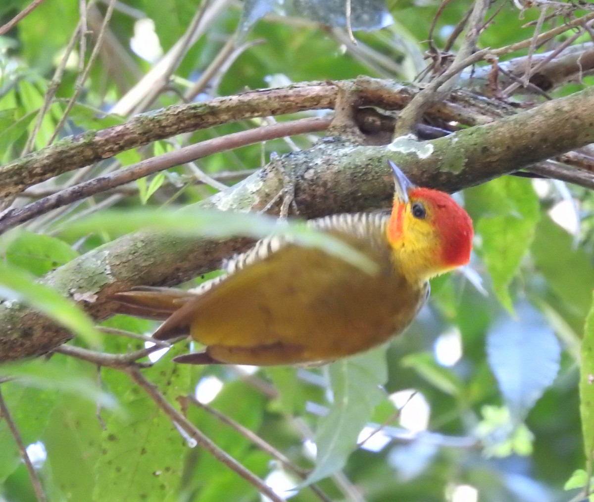 Yellow-throated Woodpecker - ML641912807