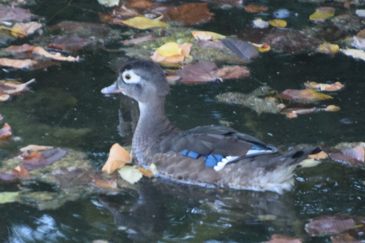 Wood Duck - ML641912810