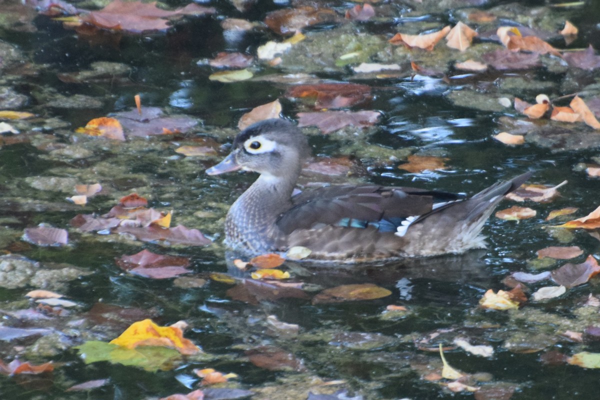 Wood Duck - ML641912811