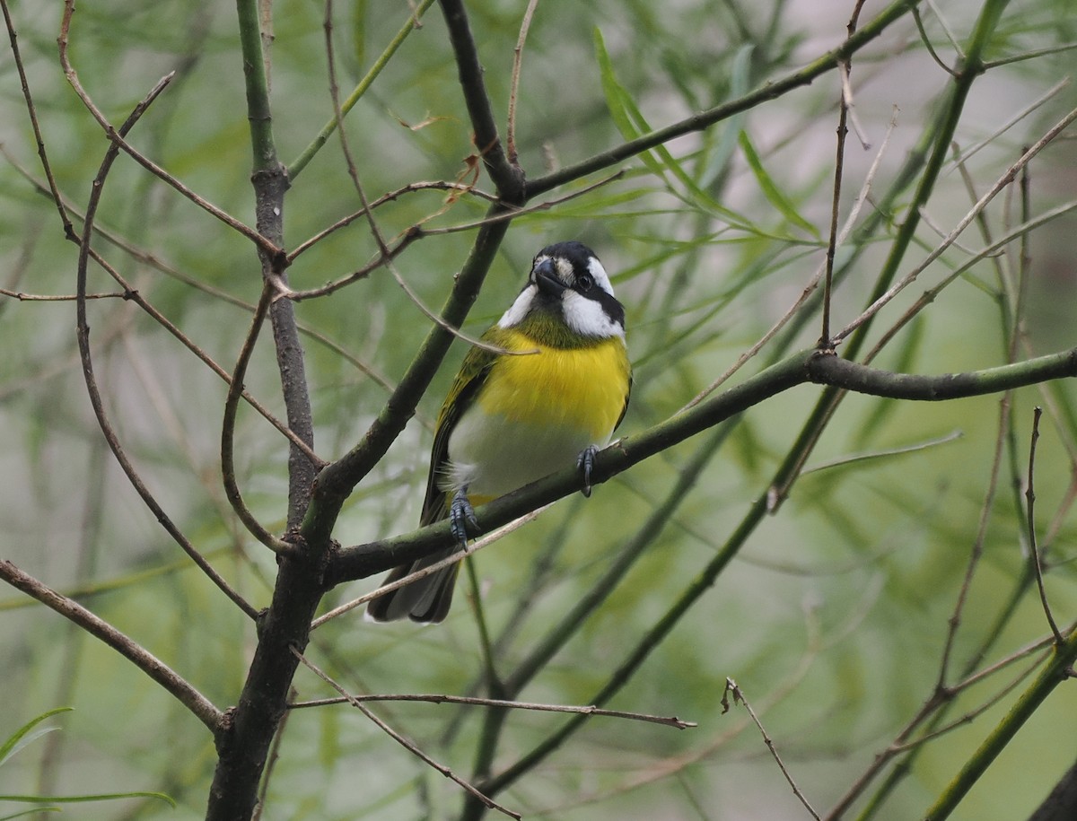 Western Shrike-tit - ML641912812