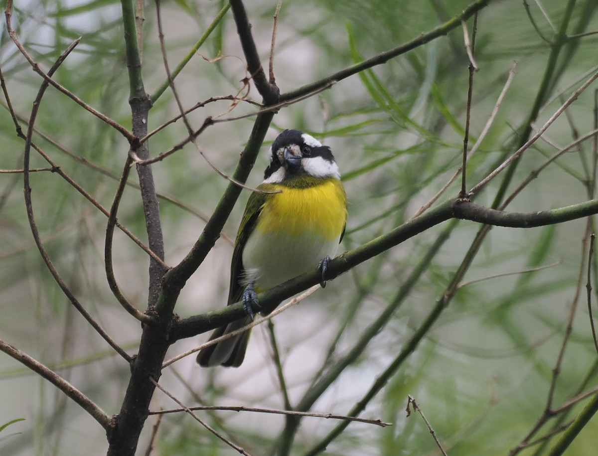 Western Shrike-tit - ML641912813
