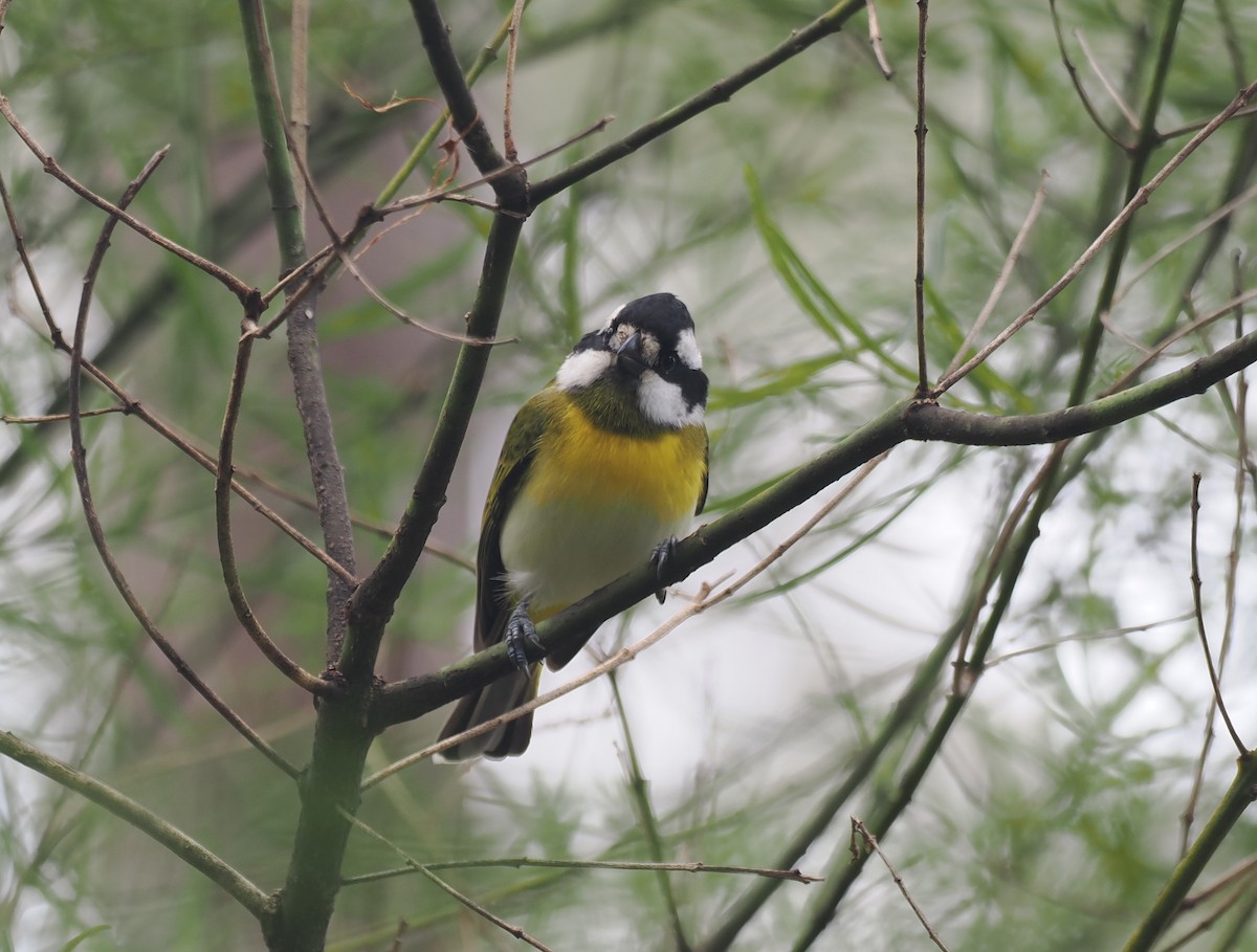 Western Shrike-tit - ML641912814