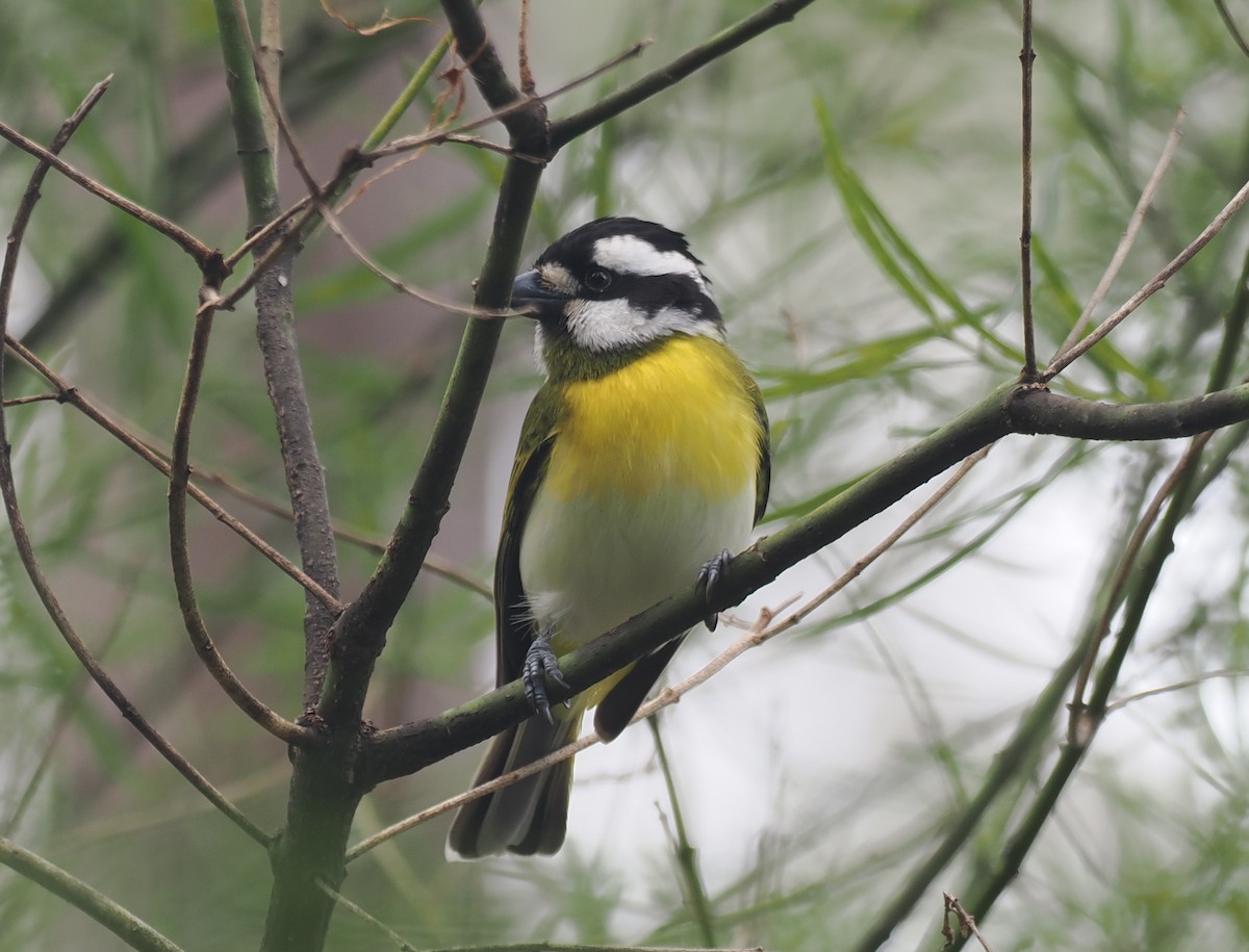 Western Shrike-tit - ML641912815