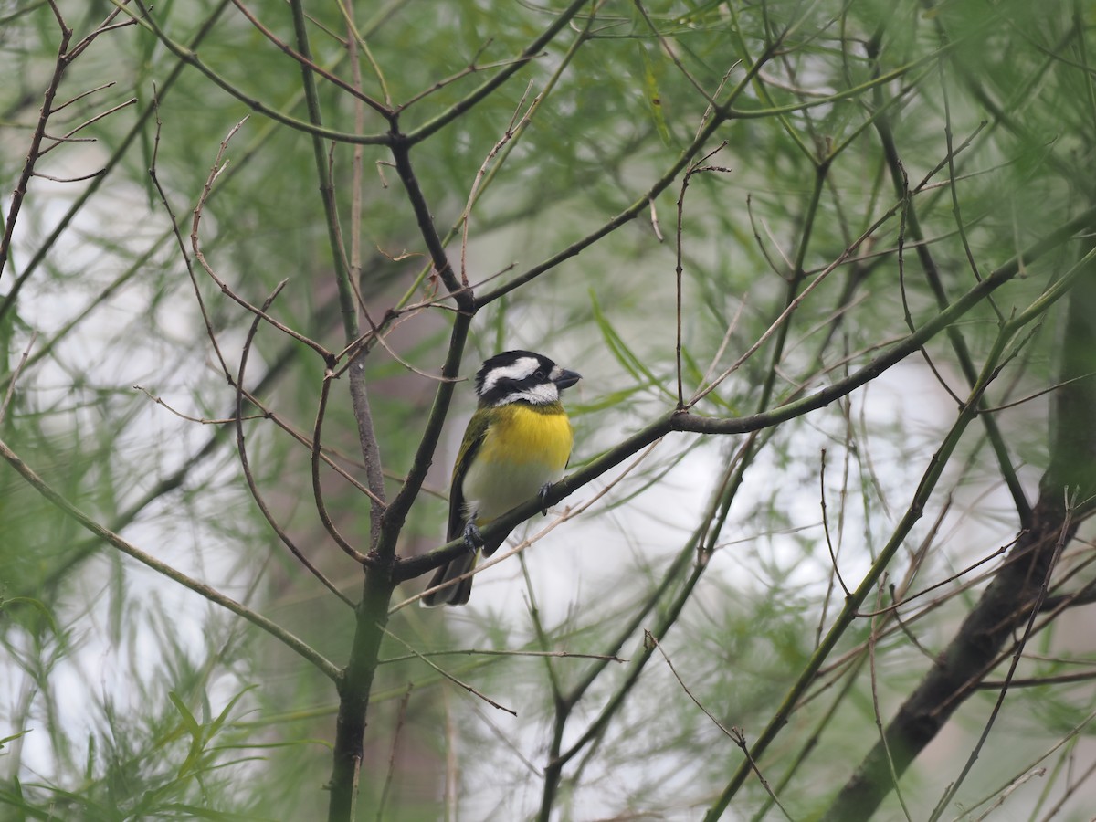 Western Shrike-tit - ML641912817