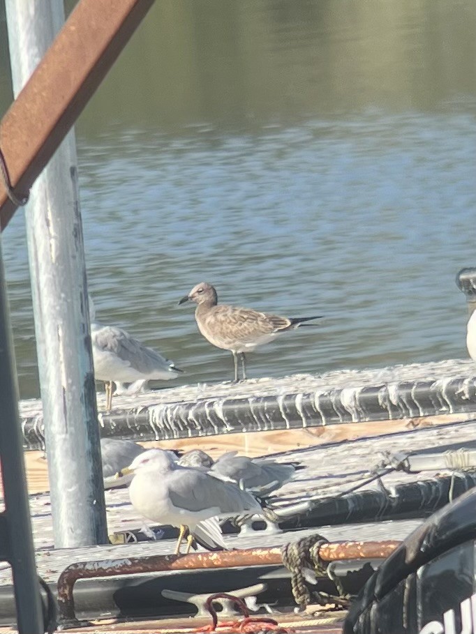 Laughing Gull - ML641912820