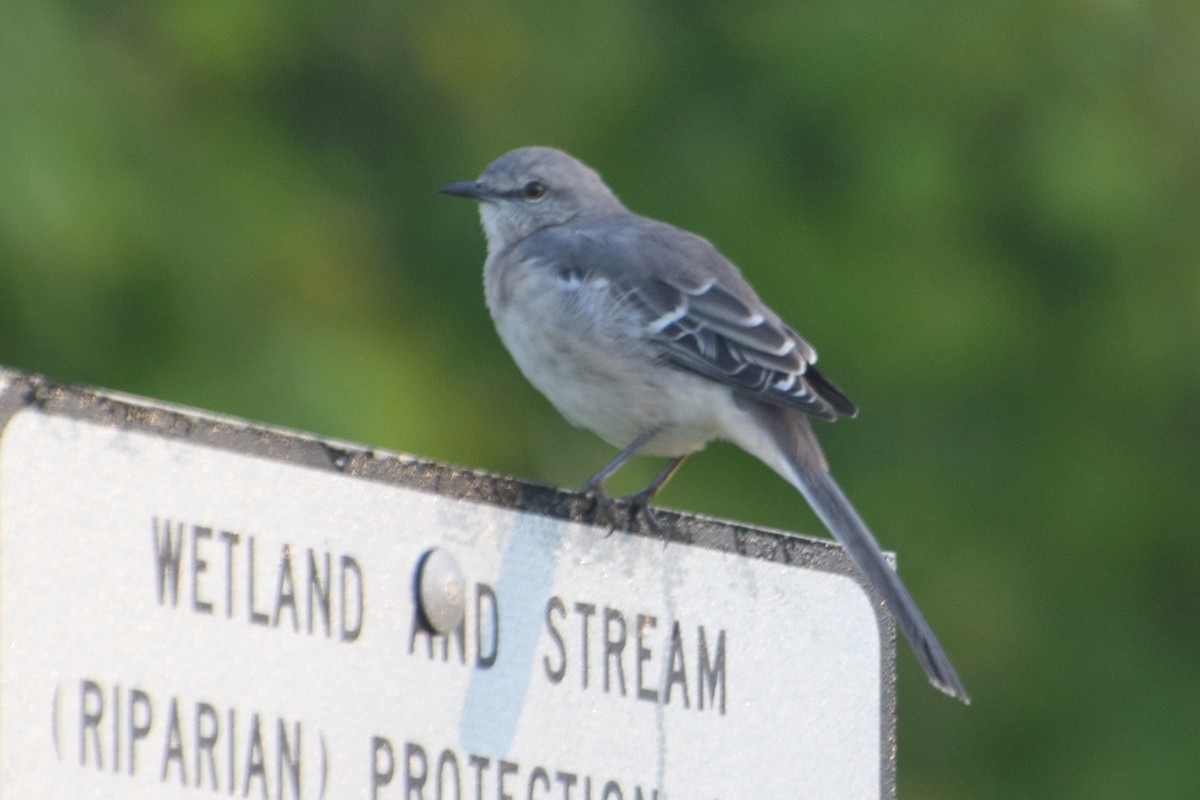 Northern Mockingbird - ML641912822