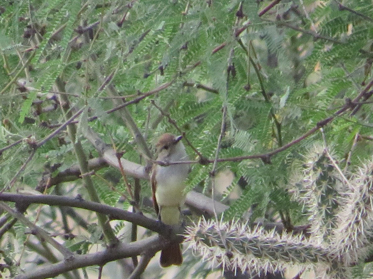 Ash-throated Flycatcher - ML641912825