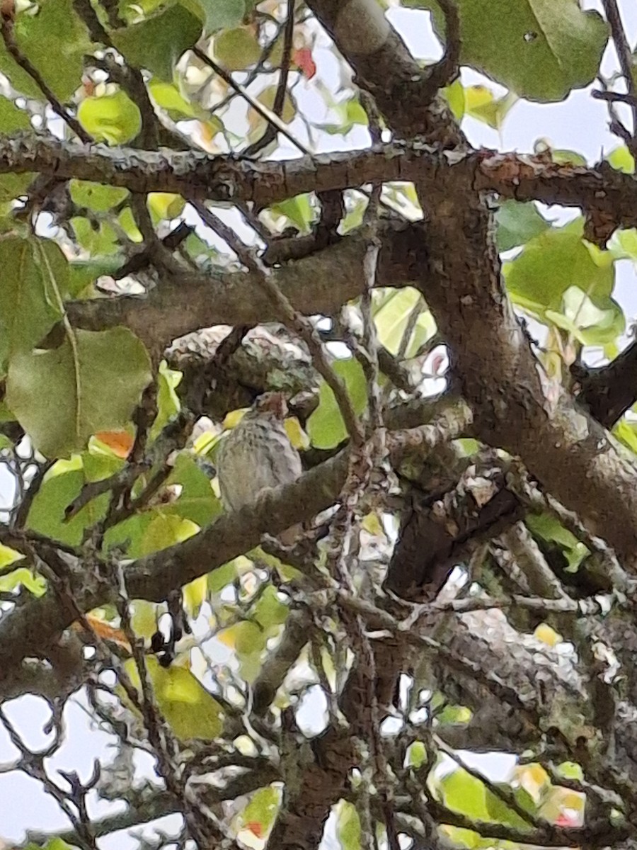 Chipping Sparrow - ML641912827