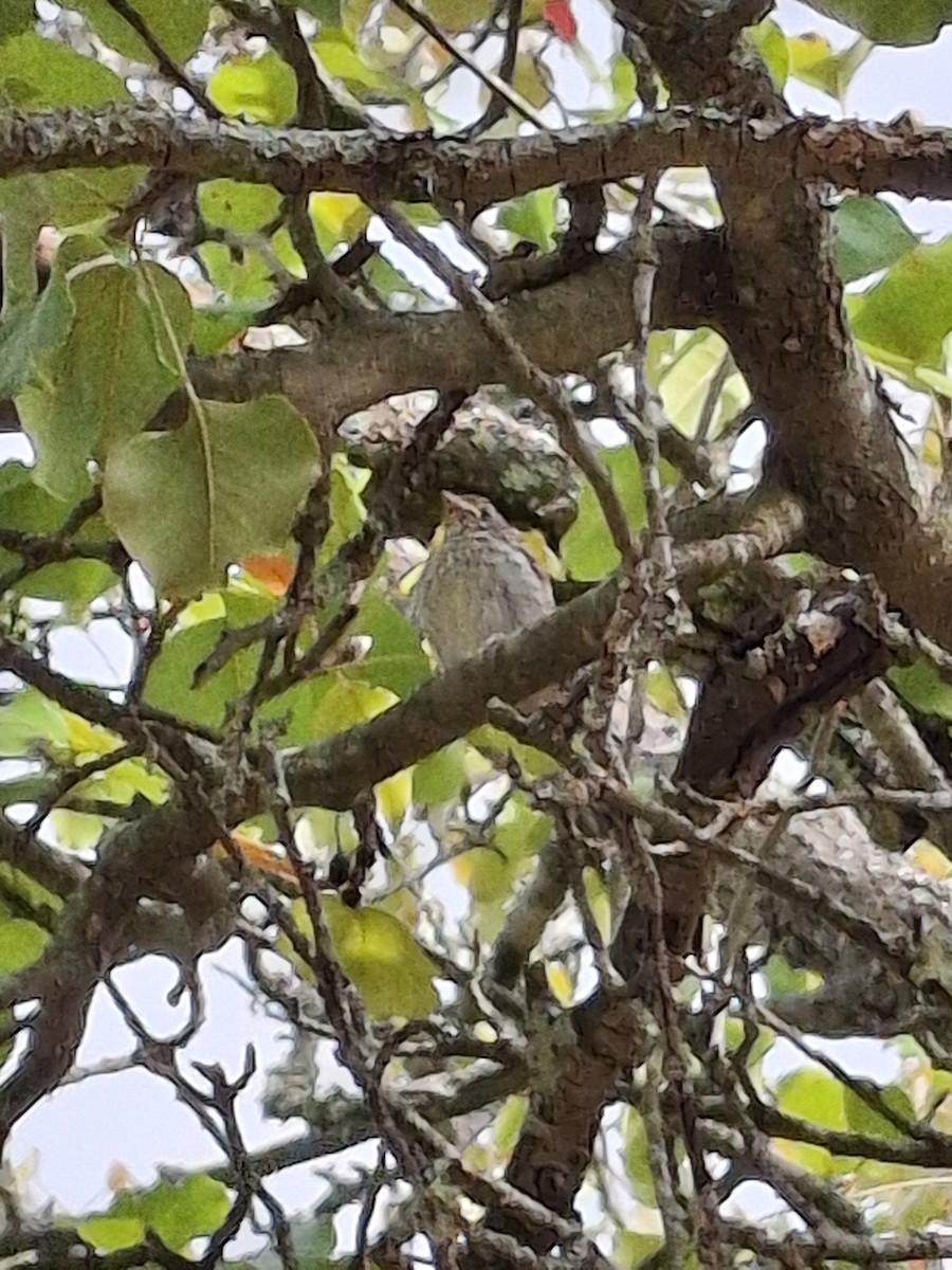 Chipping Sparrow - ML641912828