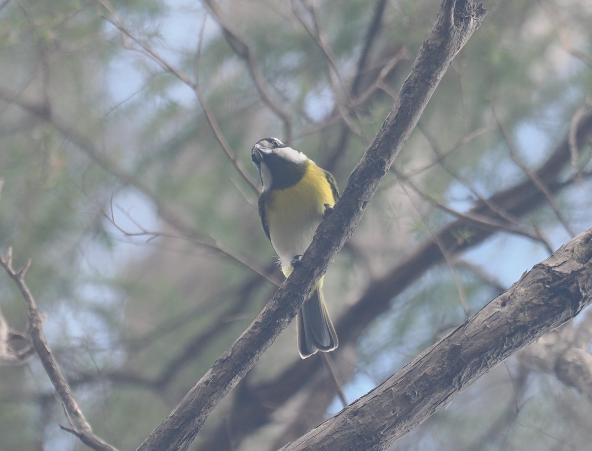 Western Shrike-tit - ML641912831