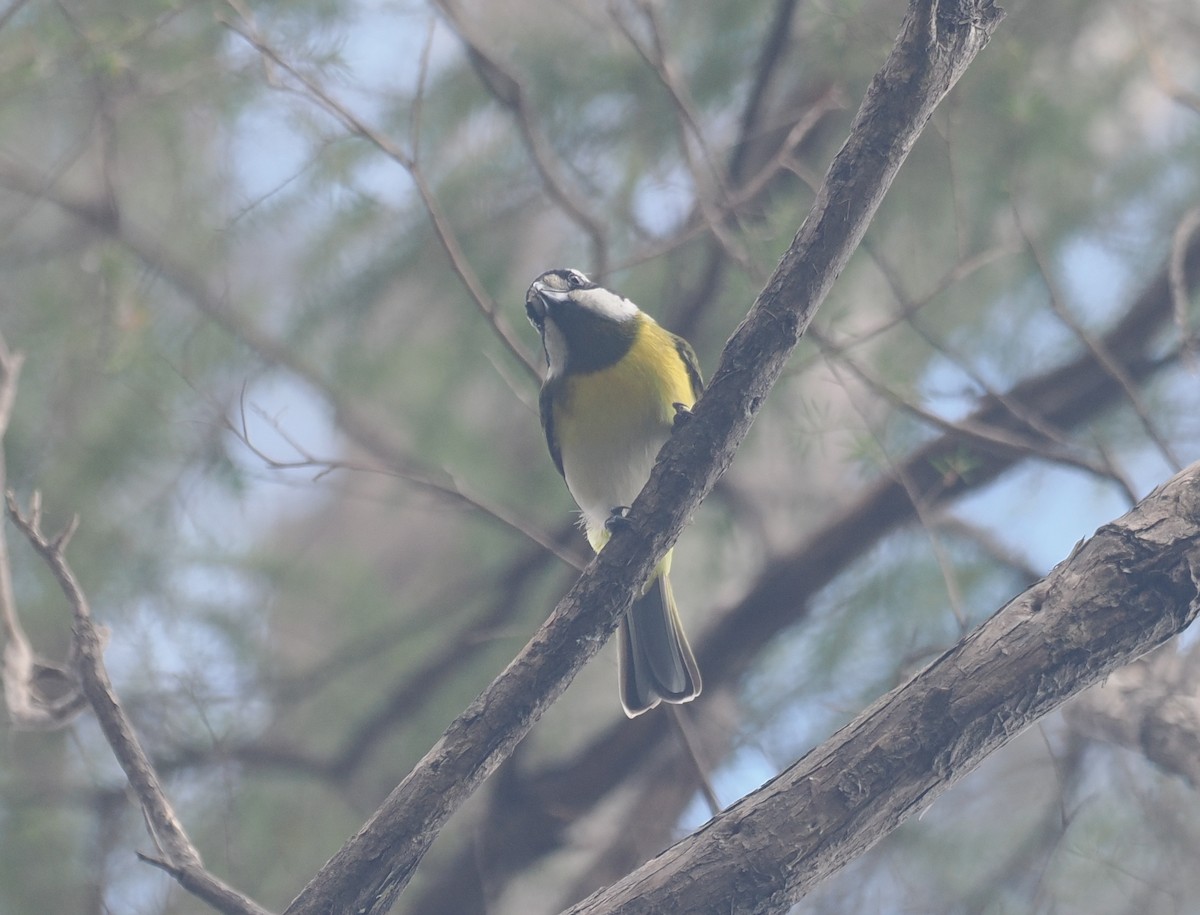 Western Shrike-tit - ML641912832