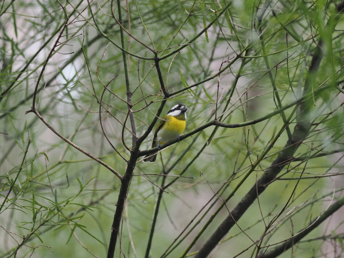 Western Shrike-tit - ML641912833