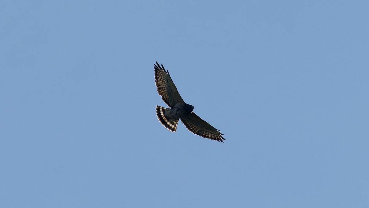 Broad-winged Hawk - ML641912835