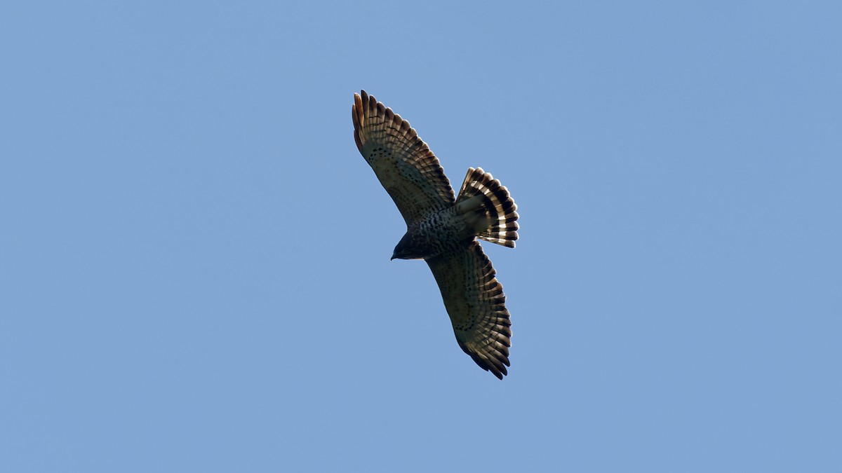 Broad-winged Hawk - ML641912836