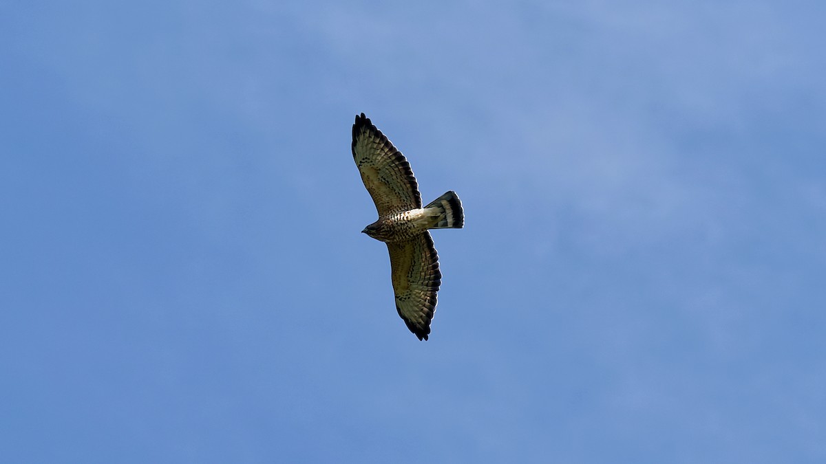Broad-winged Hawk - ML641912837