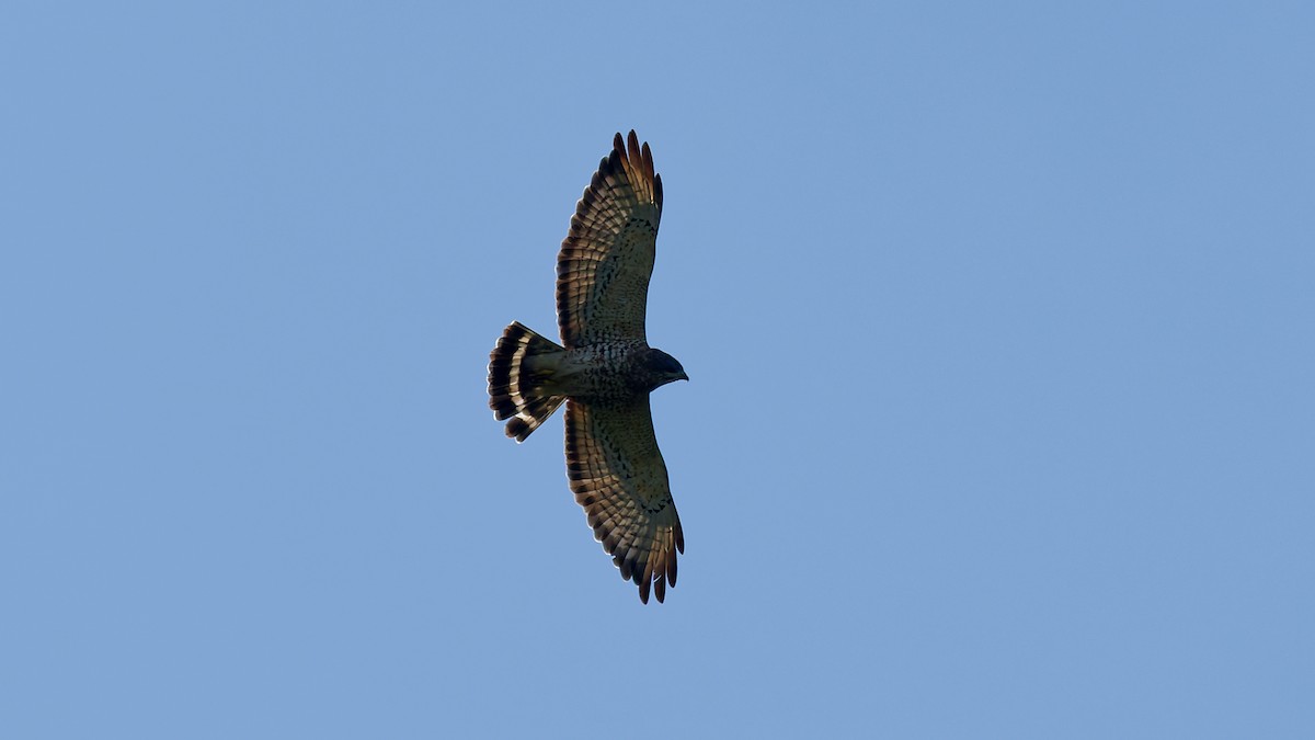 Broad-winged Hawk - ML641912838