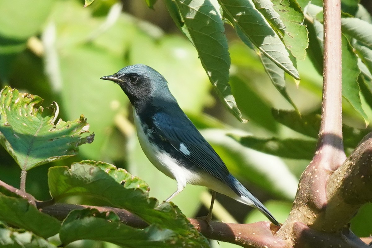 blåparula - ML641912843