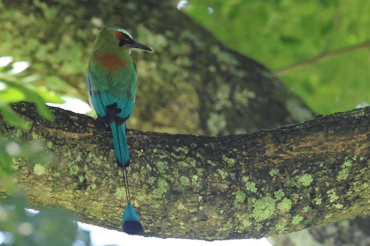 Turquoise-browed Motmot - ML641912844