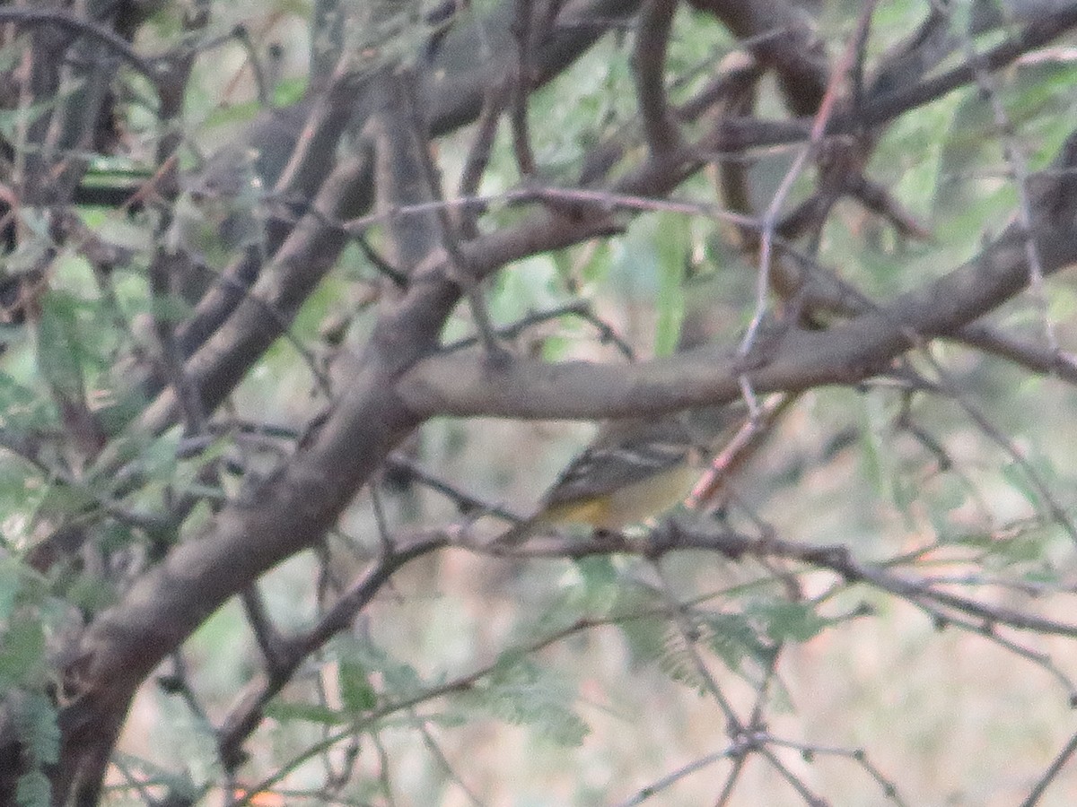 Western Tanager - ML641912856
