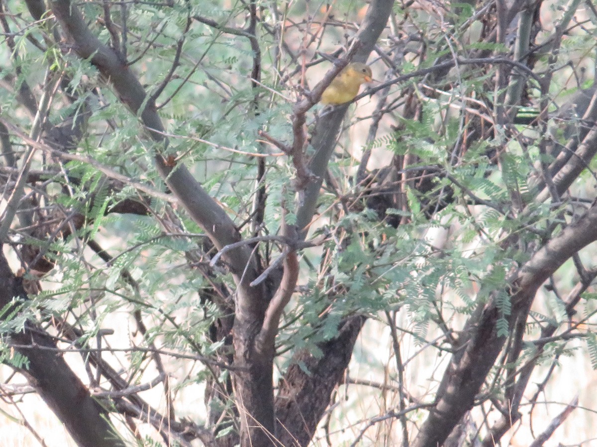 Western Tanager - ML641912857