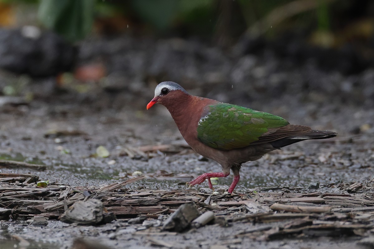 Asian Emerald Dove - ML641912859