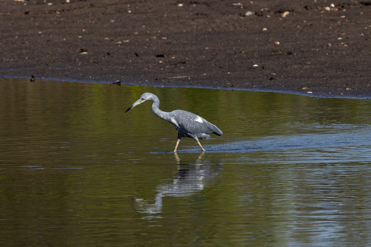 Little Blue Heron - ML641912866