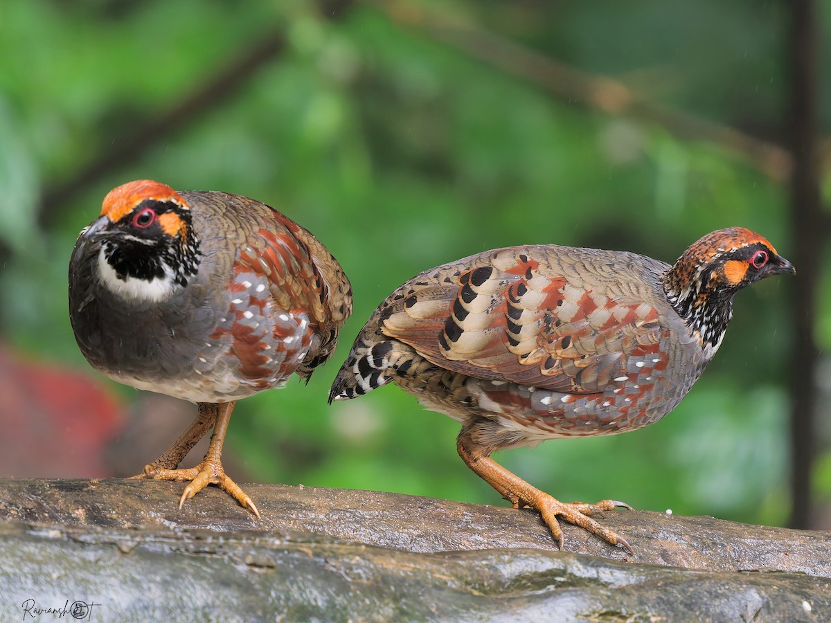 Hill Partridge - ML641912875