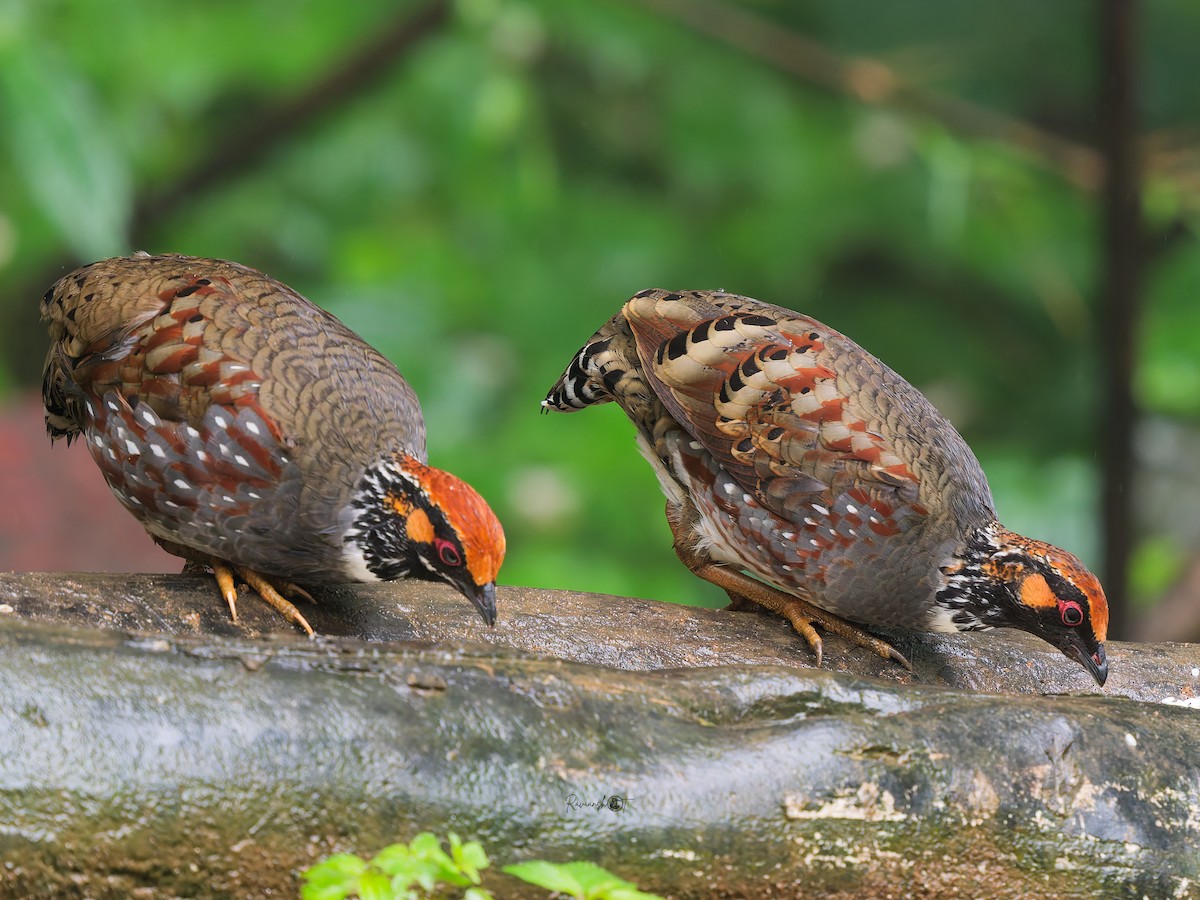 Hill Partridge - ML641912876