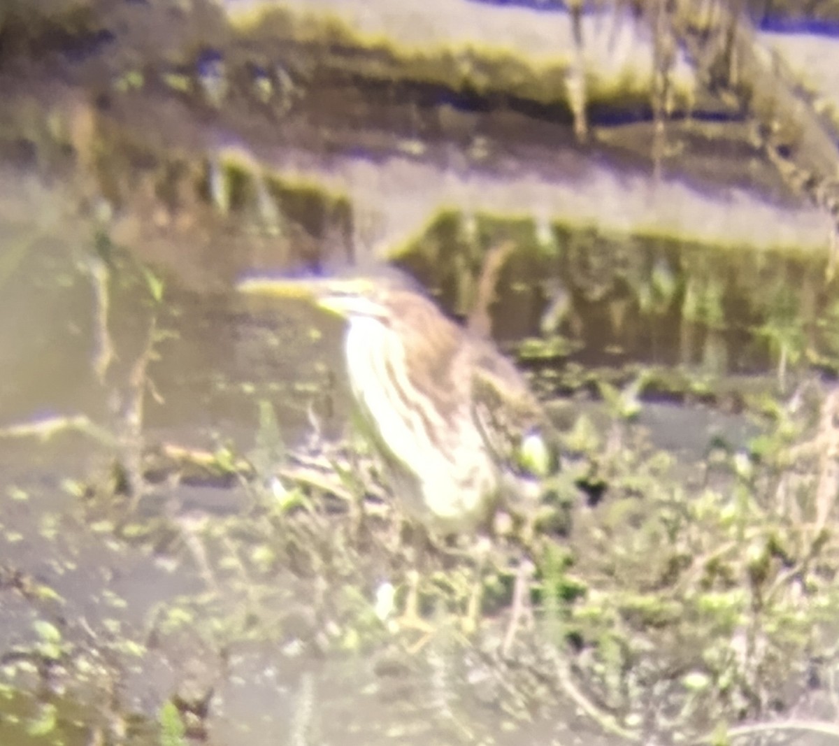 Green Heron - ML641912877