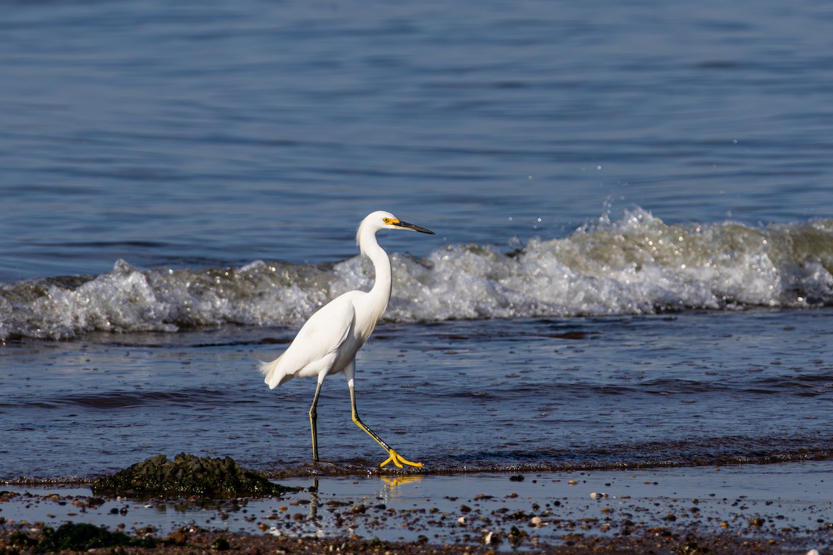 Snowy Egret - ML641912878