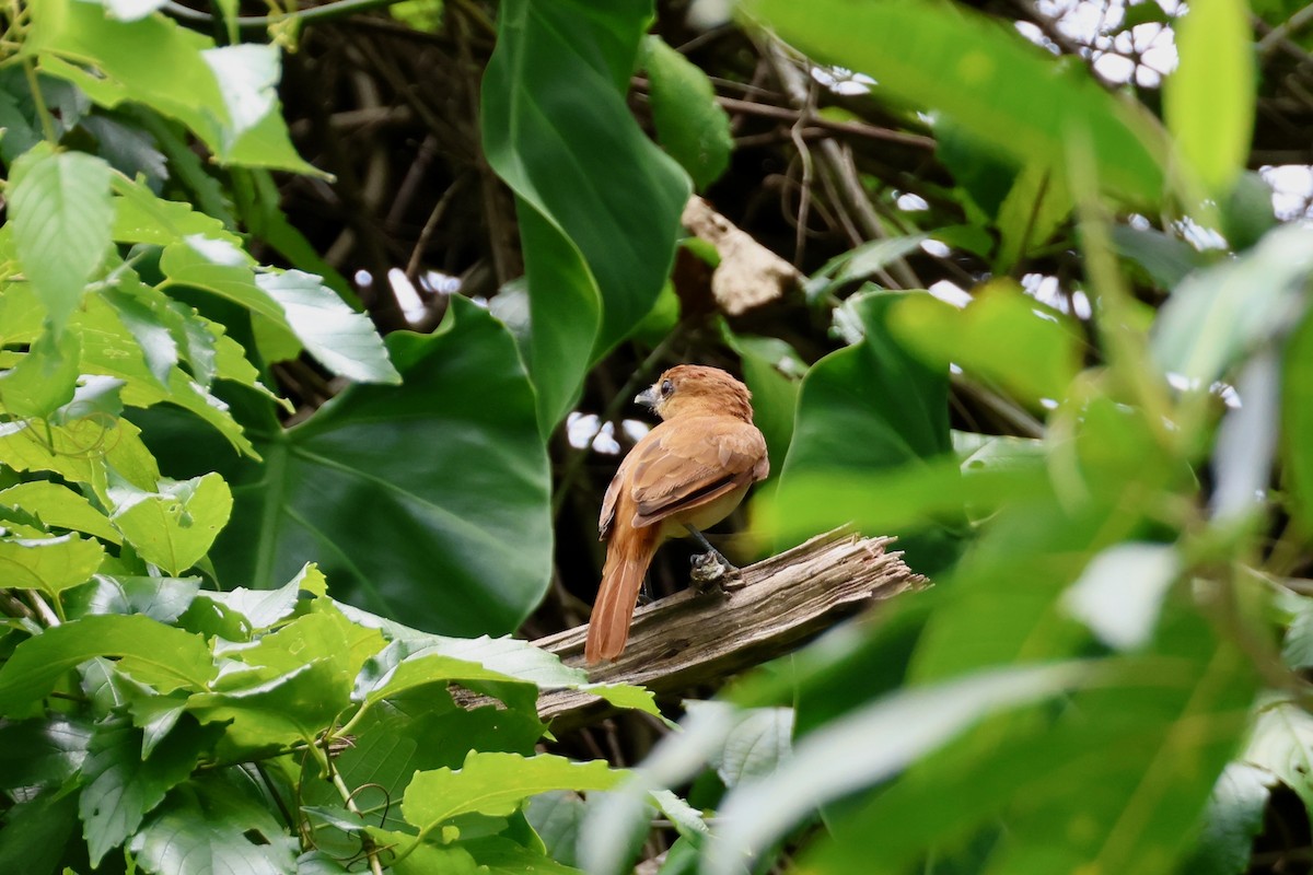 Cinnamon Becard - ML641912882