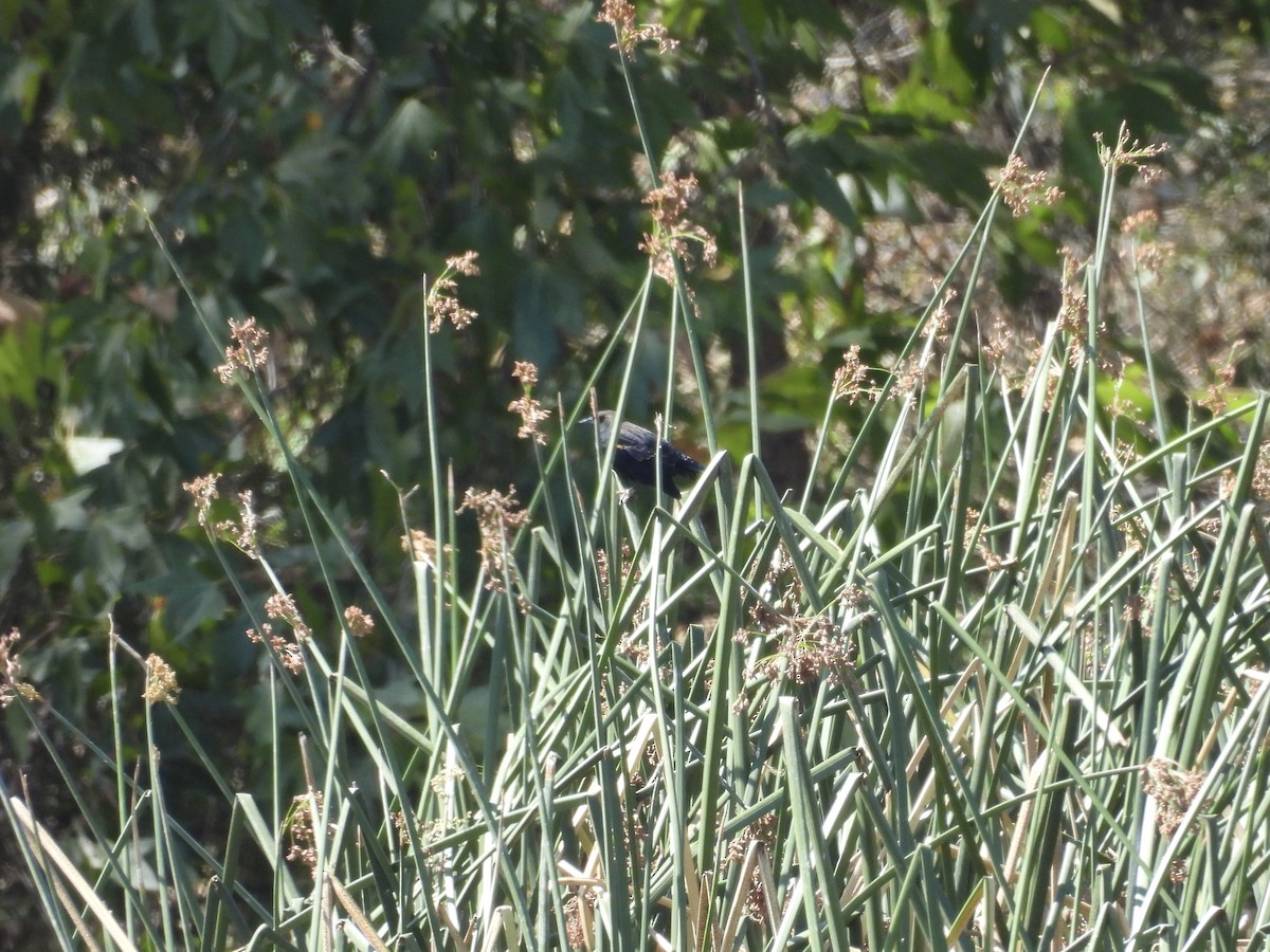 Tricolored Blackbird - ML641912886