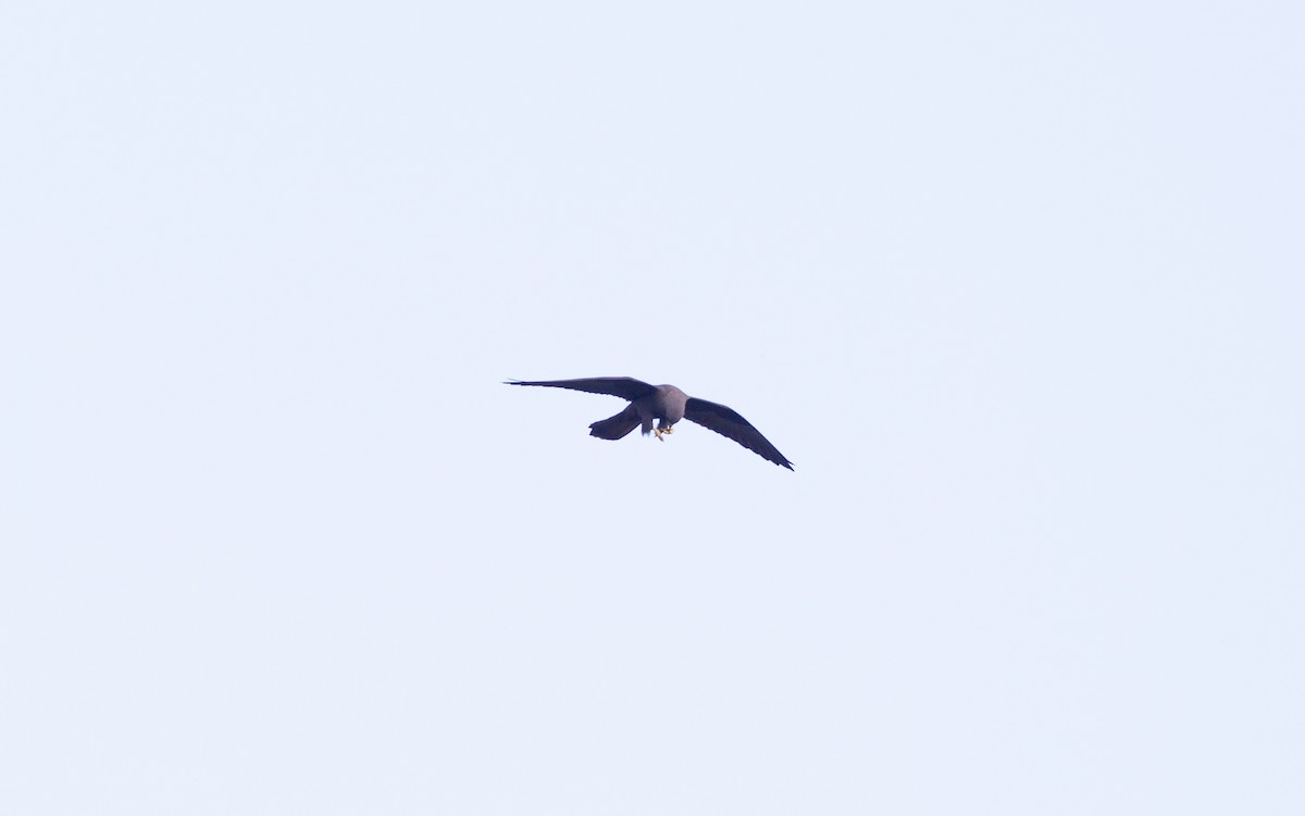 Eleonora's Falcon - ML641912889