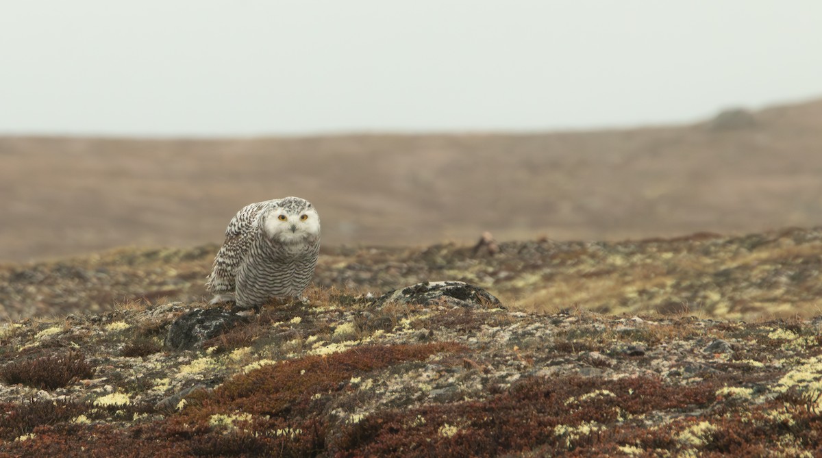Snowy Owl - ML641912893
