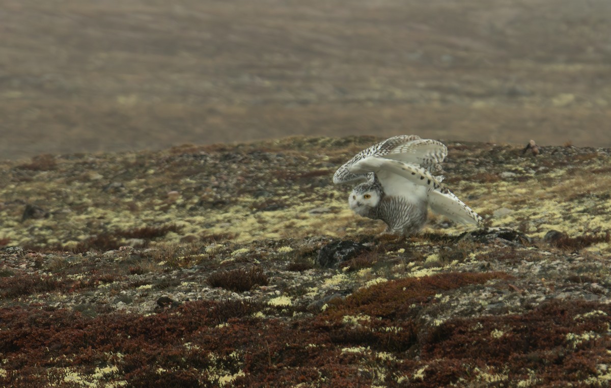 Snowy Owl - ML641912894