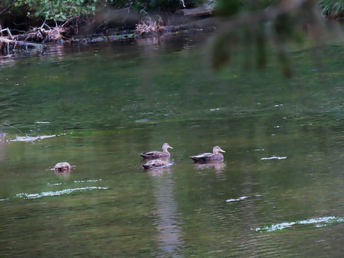 American Black Duck - ML641912897