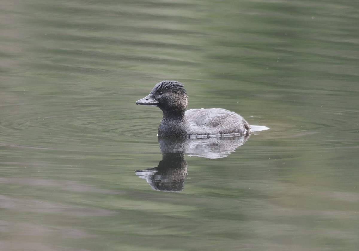 Musk Duck - ML641912898