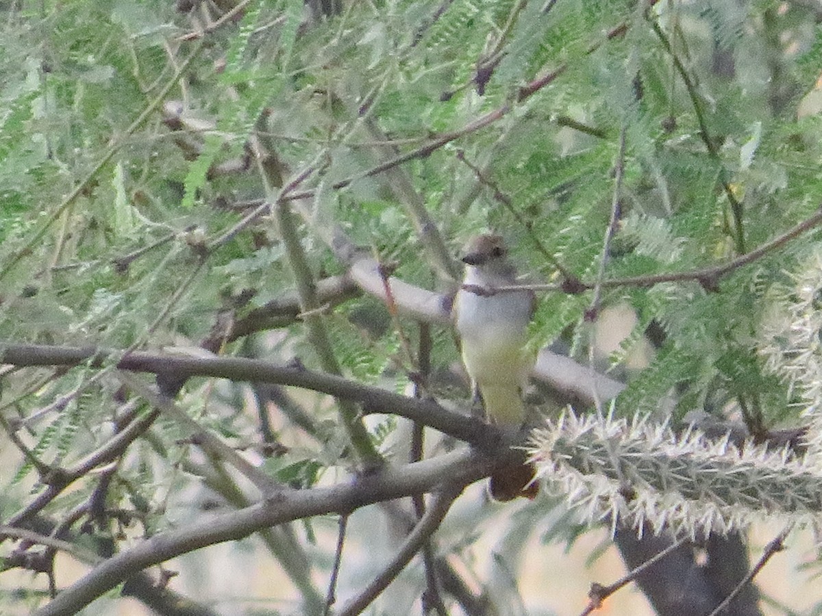 Ash-throated Flycatcher - ML641912902