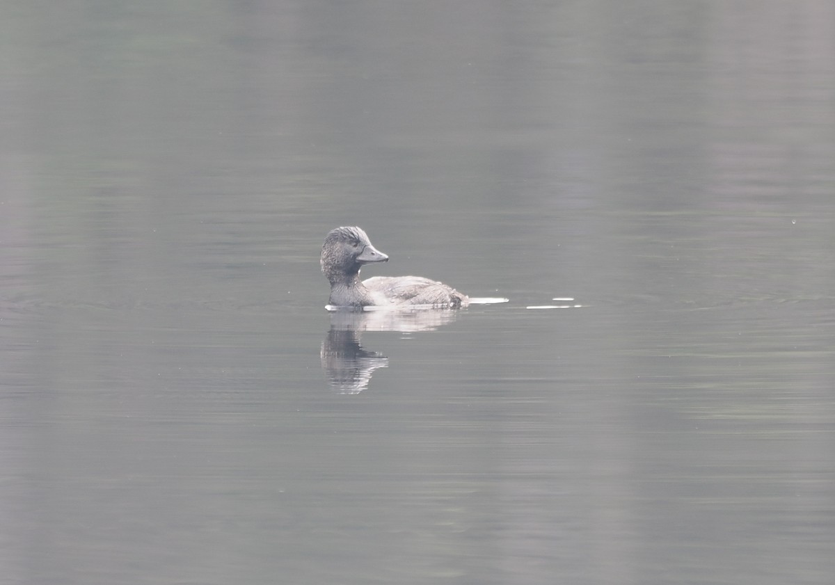 Musk Duck - ML641912911