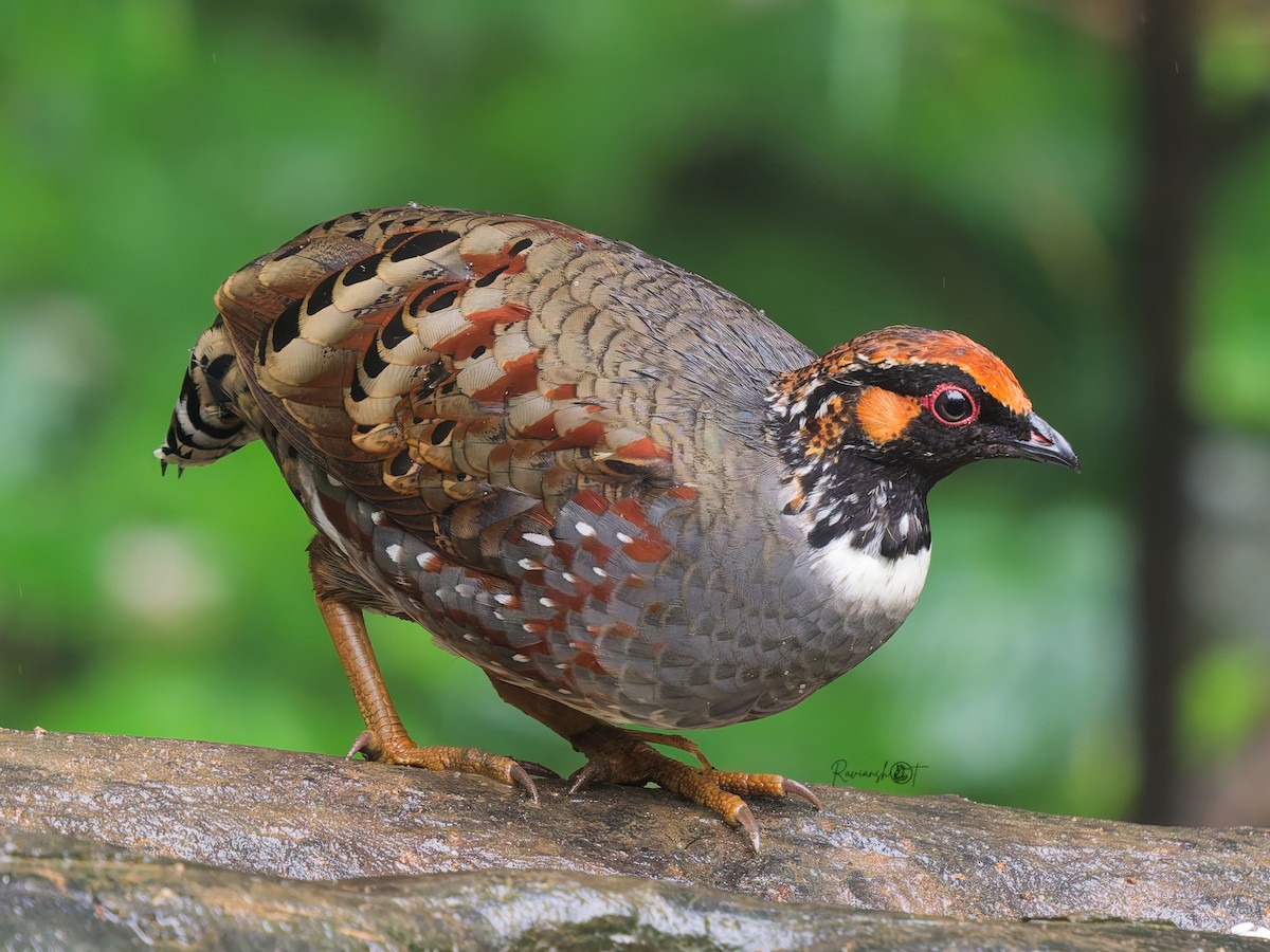 Hill Partridge - ML641912913