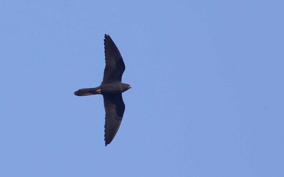 Eleonora's Falcon - ML641912918