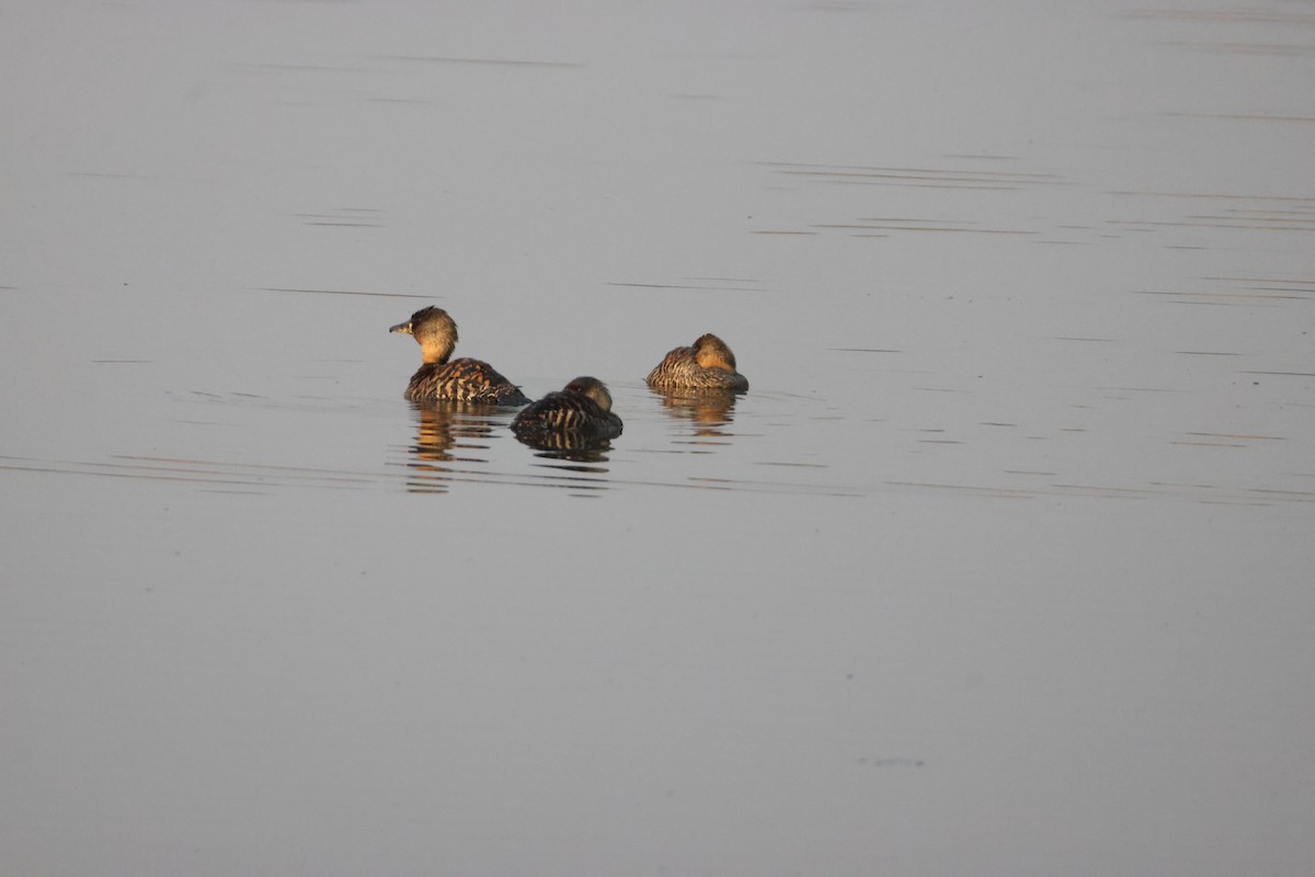 White-backed Duck - ML641912933