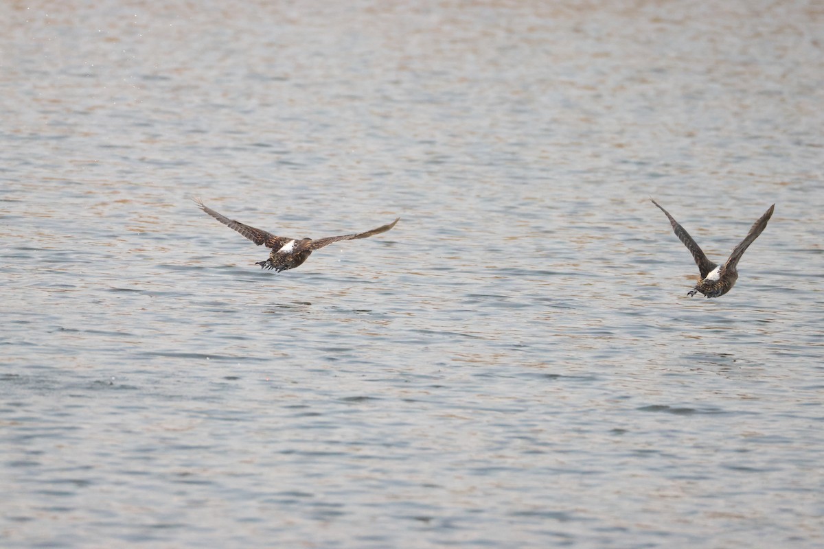 White-backed Duck - ML641912934
