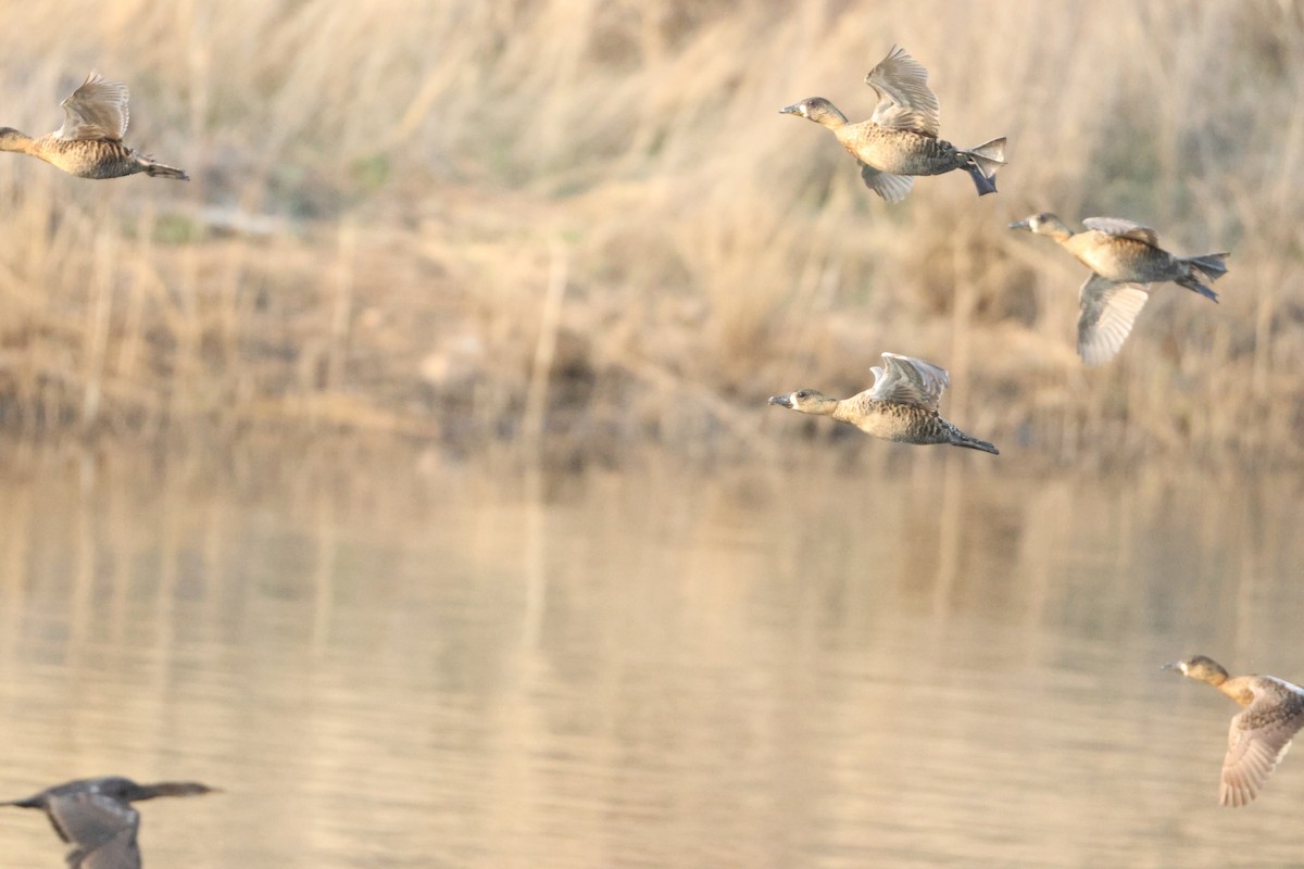 White-backed Duck - ML641912936