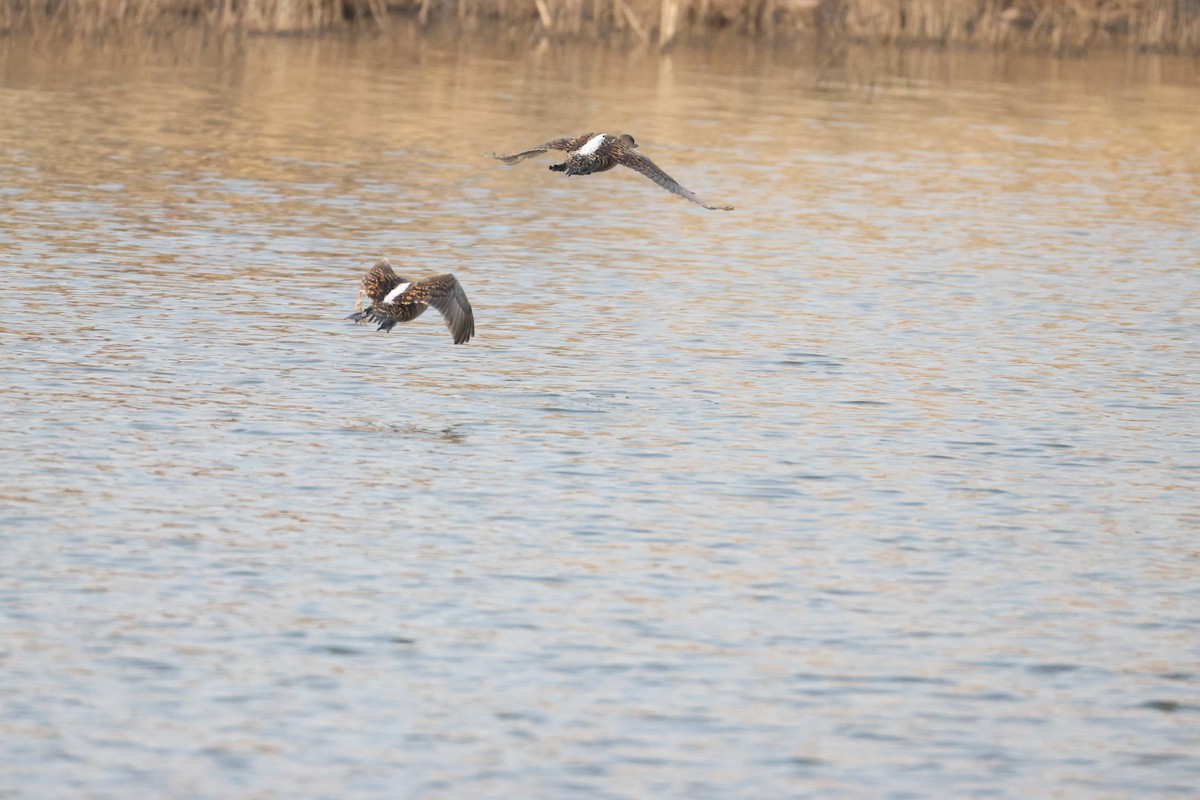 White-backed Duck - ML641912937