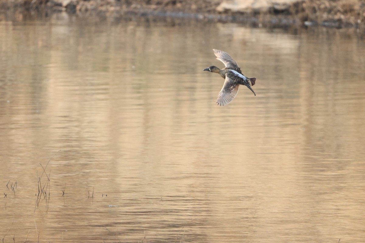 White-backed Duck - ML641912938