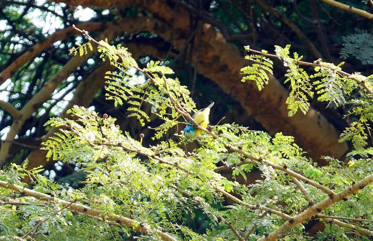 Collared Sunbird - ML641912941