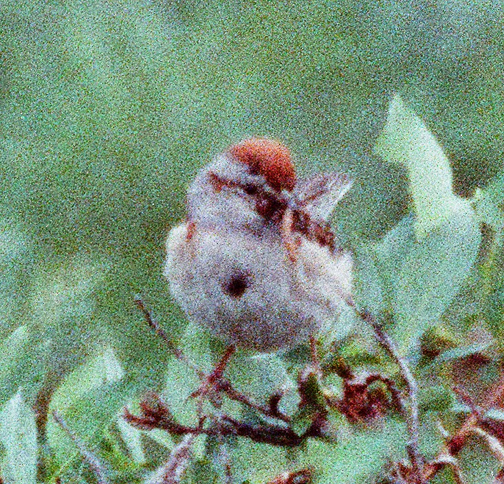 American Tree Sparrow - ML641912943