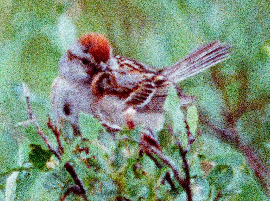 American Tree Sparrow - ML641912944