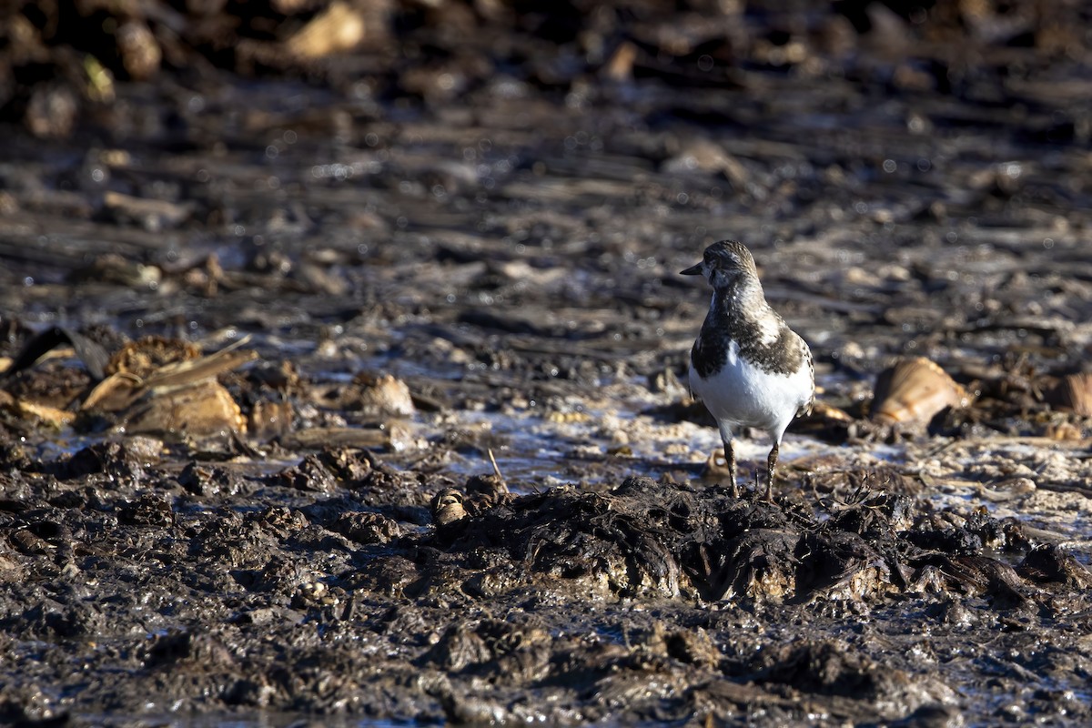 Ruddy Turnstone - ML641912953